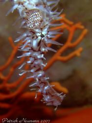Ghostpipefish Portrait fullsize/uncropped taken at Ko Doc... by Patrick Neumann 